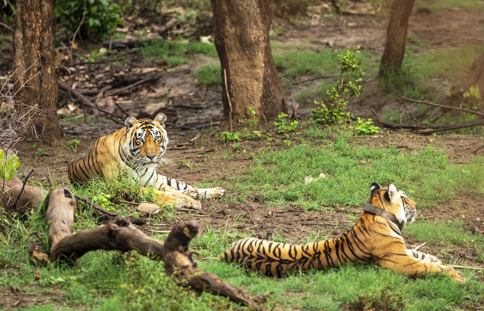 Sariska National Park